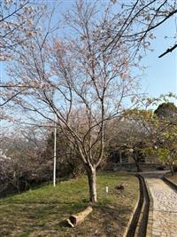 ひょうたん桜①