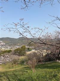 ひょうたん桜②