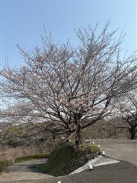 染井吉野①