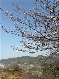 染井吉野②