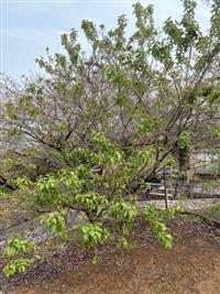 椿寒桜①