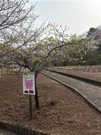 寒緋桜①