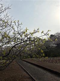 寒緋桜②