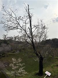 大島桜①