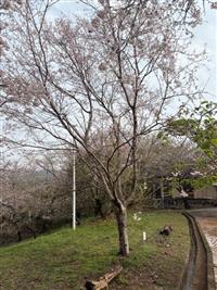ひょうたん桜①