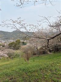 ひょうたん桜②