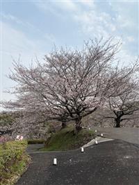 染井吉野①