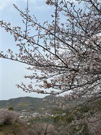 染井吉野②