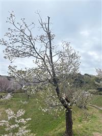 大島桜①