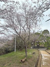 ひょうたん桜①