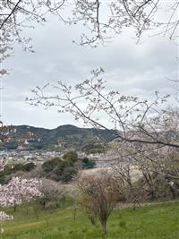 ひょうたん桜②