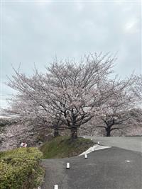 染井吉野①