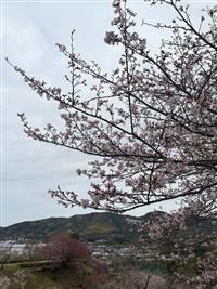 染井吉野②