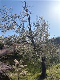 大島桜①