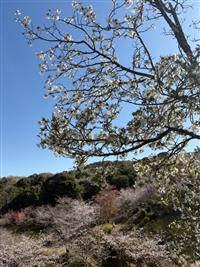 大島桜②