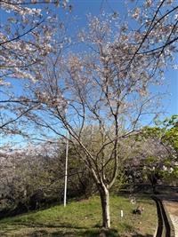 ひょうたん桜①