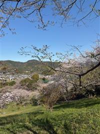 ひょうたん桜②