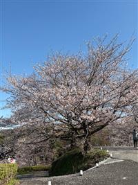染井吉野①
