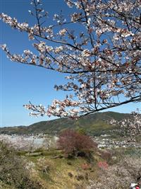 染井吉野②