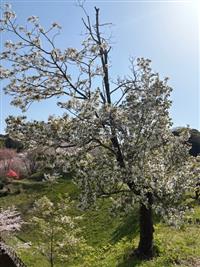 大島桜①