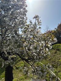 大島桜②