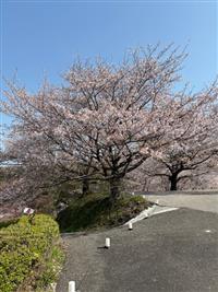 染井吉野①