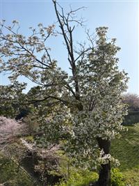 大島桜①