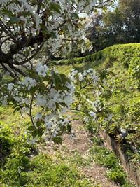 大島桜②