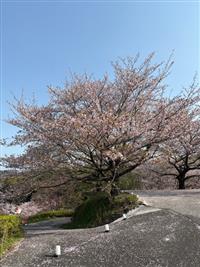 染井吉野①