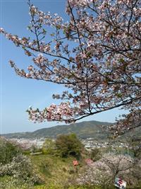 染井吉野②