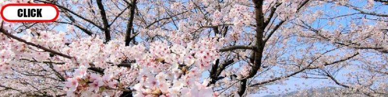 桜ヶ丘公園【VR】