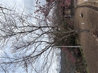 ひょうたん桜１