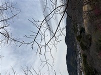 ひょうたん桜２