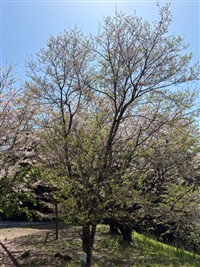 ひょうたん桜１