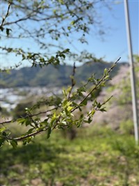 ひょうたん桜２